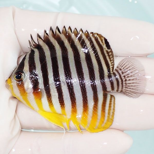 【現物28】sale シマヤッコ 6.5cm±! 海水魚 生体 15時までのご注文で当...