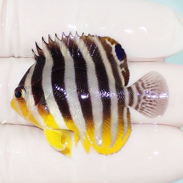 【現物29】sale シマヤッコ 4cm±! 海水魚 生体 15時までのご注文で当日...