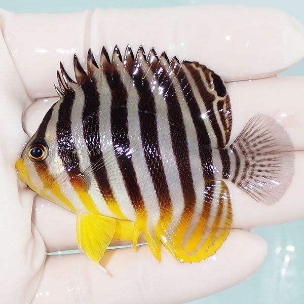 【現物30】sale シマヤッコ 6.5cm±! 海水魚 生体 15時までのご注文で当...