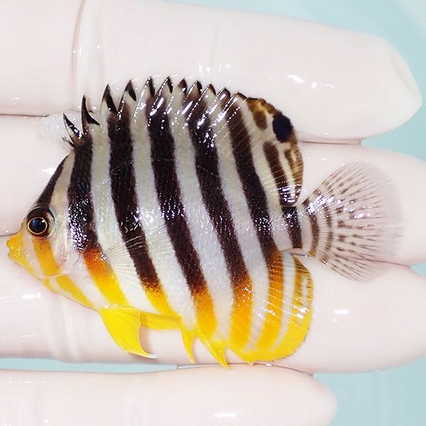 【現物31】sale シマヤッコ 5.5cm±! 海水魚 生体 15時までのご注文で当...