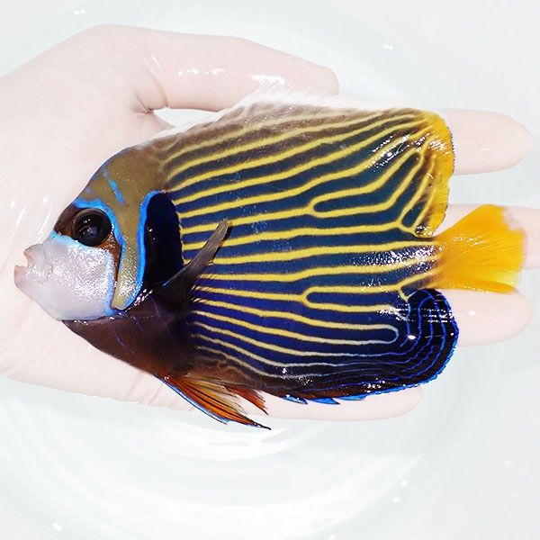 【現物5】タテジマキンチャクダイ 13.5cm±!海水魚 ヤッコ 15時までのご...