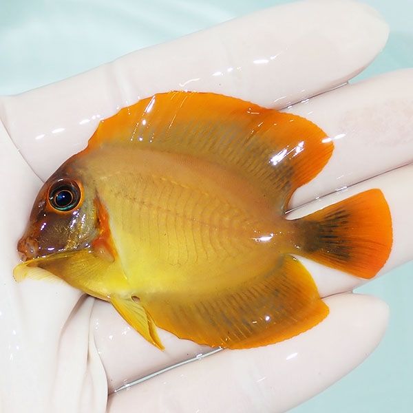 【現物】美個体 クログチニザ 7cm±! 海水魚 ハギ !15時までのご注文で...