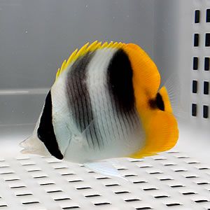 スダレチョウ 5-7cm±!海水魚 チョウチョウウオ 餌付け15時までのご注文...