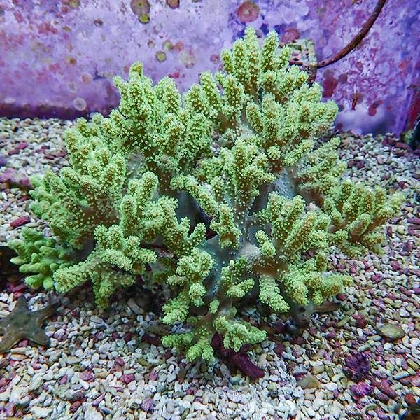 【サンゴ現物1】トサカ.sp 18-17cm 沖縄産!15時までのご注文で当日発送 ...