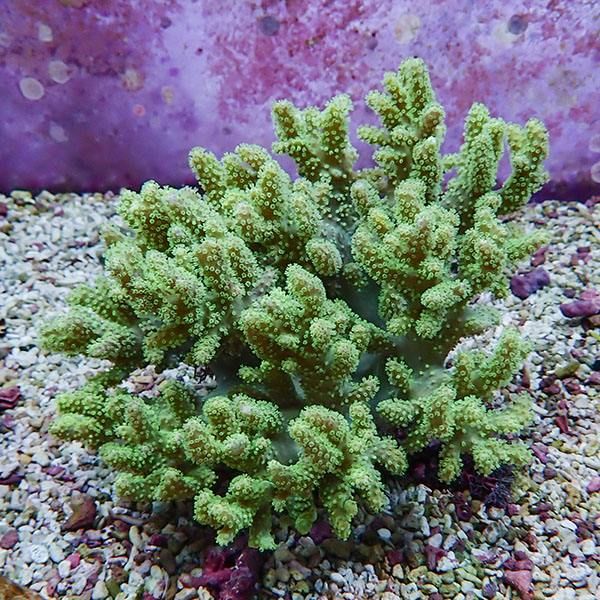 【サンゴ現物2】トサカ.sp 14-15cm 沖縄産!15時までのご注文で当日発送 ...