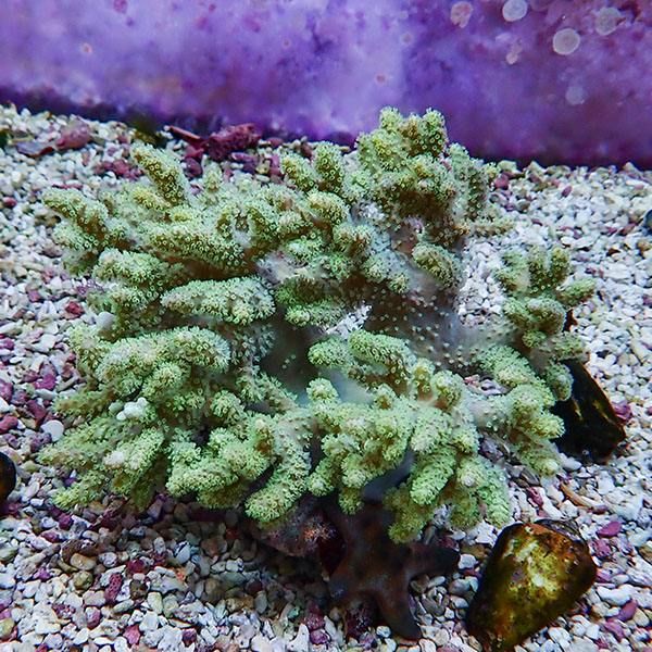 【サンゴ現物3】トサカ.sp 14-14cm 沖縄産!15時までのご注文で当日発送 ...