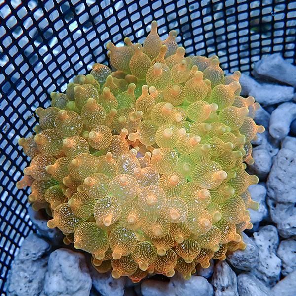 【現物1】サンゴイソギンチャク オレンジ 9-11cm±!15時までのご注文で当...