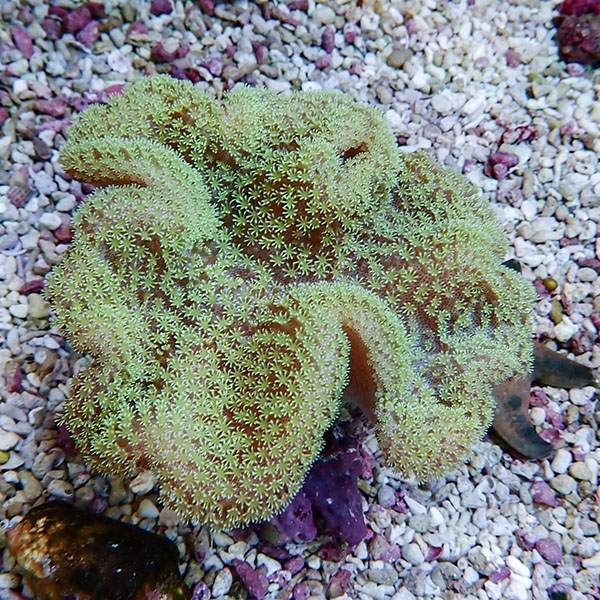 【サンゴ現物11】ウミキノコ 10-10cm!15時までのご注文で当日発送 【サ...