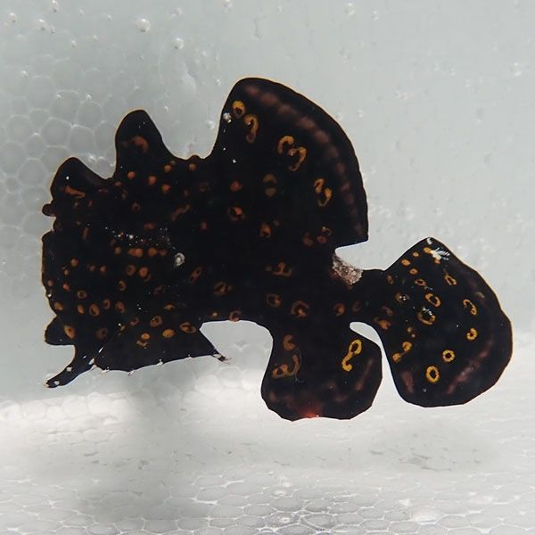 【現物5】クマドリカエルアンコウ 5.5cm! 海水魚 アンコウ 15時までのご...