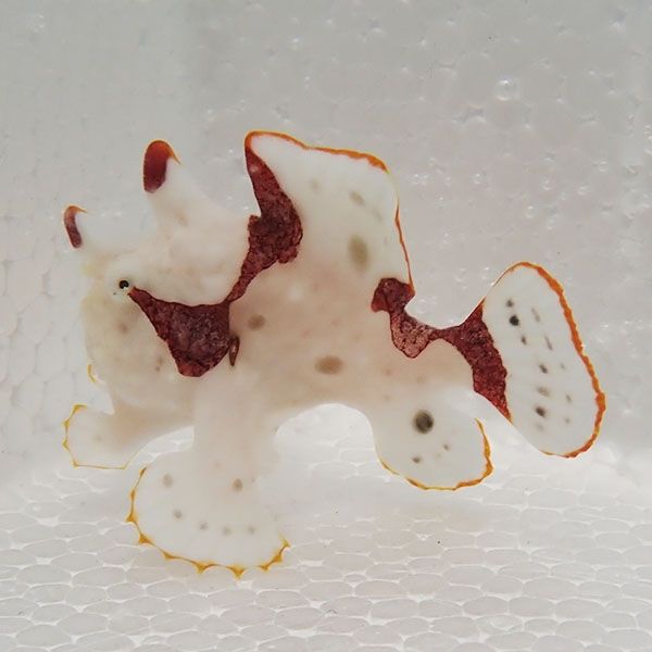 【現物6】クマドリカエルアンコウ 5cm! 海水魚 アンコウ 15時までのご注...