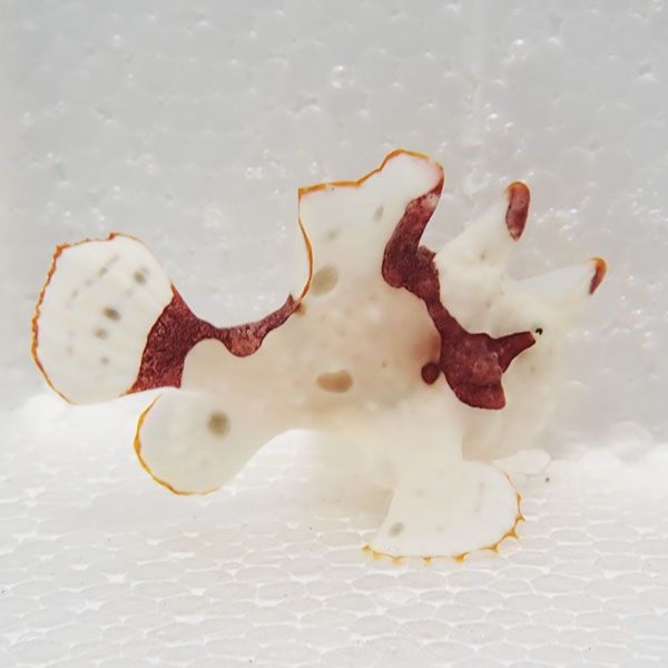 【現物7】クマドリカエルアンコウ 5cm! 海水魚 アンコウ 15時までのご注...