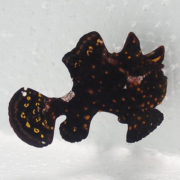 【現物4】クマドリカエルアンコウ 5cm! 海水魚 アンコウ 15時までのご注...