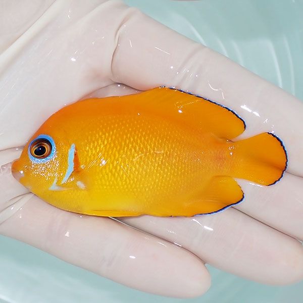 【現物4】レモンピール 7.5cm± クリスマス産!海水魚 ヤッコ 15時までの...