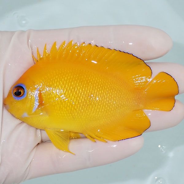 【現物5】レモンピール 8.5cm± クリスマス産!海水魚 ヤッコ 15時までの...