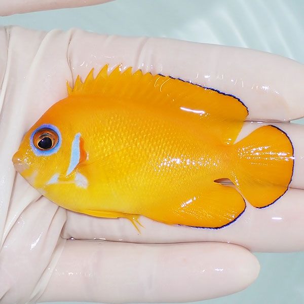 【現物6】レモンピール 7.3cm± クリスマス産!海水魚 ヤッコ 15時までの...