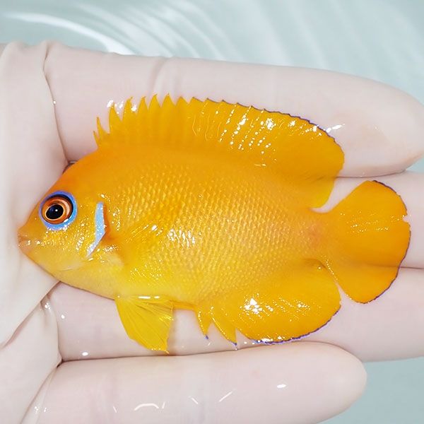 【現物7】レモンピール 6.5cm± クリスマス産!海水魚 ヤッコ 15時までの...