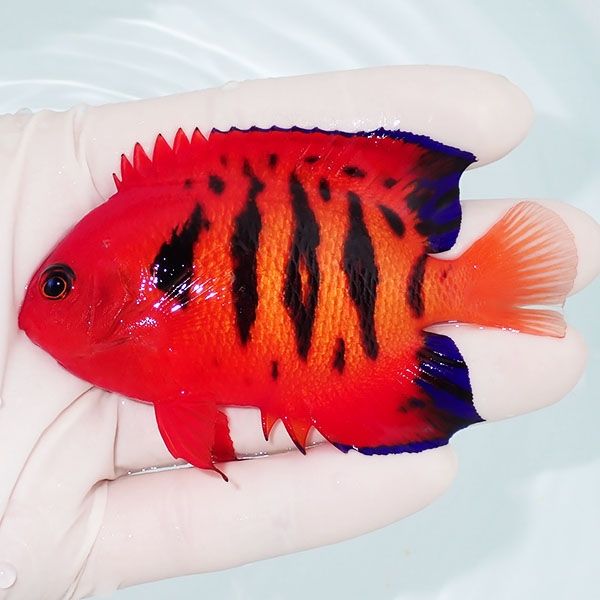 【現物6】粒エサOK フレームエンゼル 8.5cm! 海水魚 ヤッコ 15時までの...