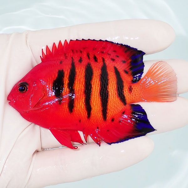【現物7】粒エサOK フレームエンゼル 8cm! 海水魚 ヤッコ 15時までのご...