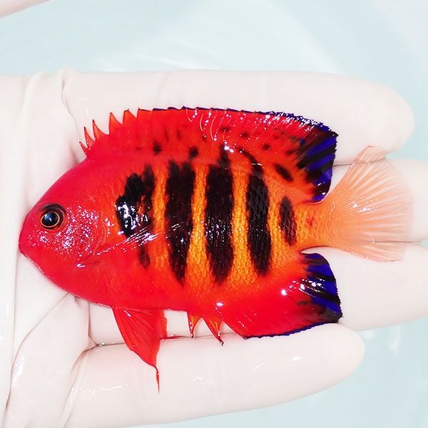 【現物8】粒エサOK フレームエンゼル 8cm! 海水魚 ヤッコ 15時までのご...
