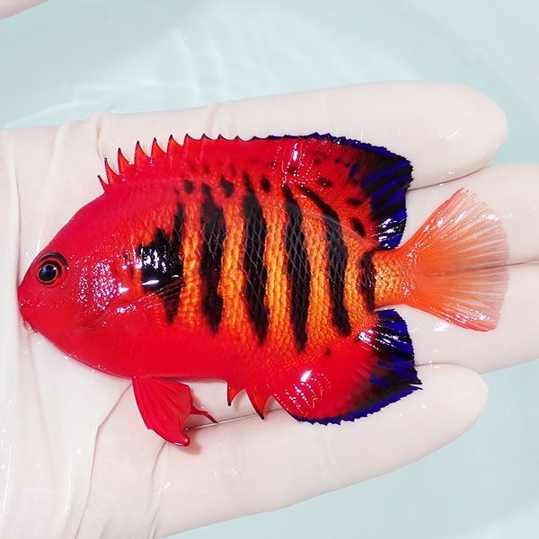 【現物9】粒エサOK フレームエンゼル 8cm! 海水魚 ヤッコ 15時までのご...