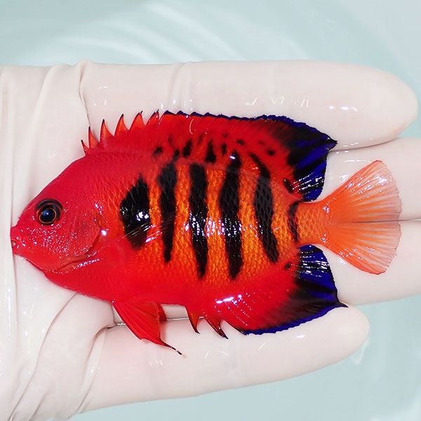 【現物10】粒エサOK フレームエンゼル 8cm±! 海水魚 ヤッコ 15時までの...