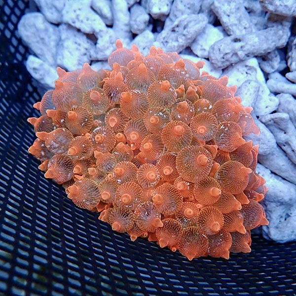 【現物4】サンゴイソギンチャク レッド 9-11cm±!15時までのご注文で当日...