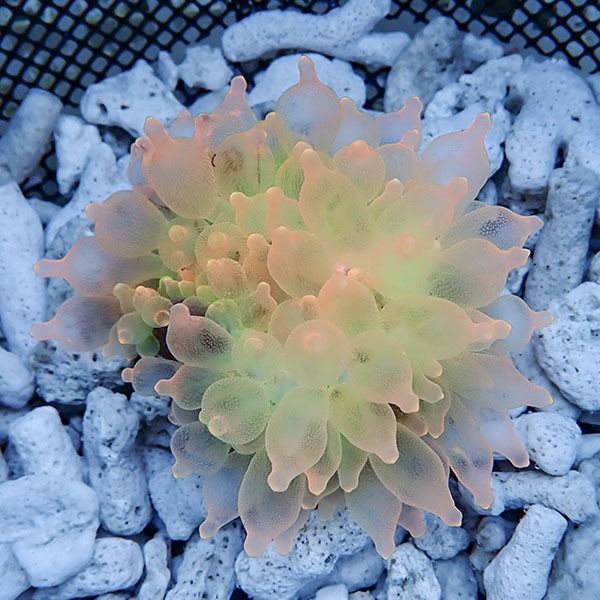 【現物3】サンゴイソギンチャク オレンジ 8-10cm±!15時までのご注文で当...
