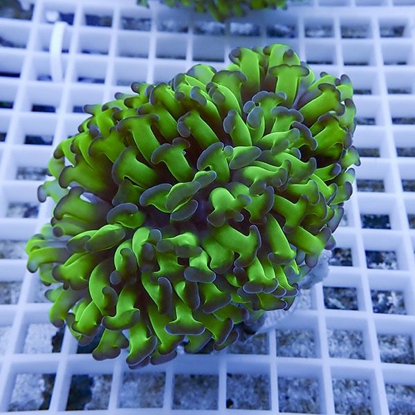 【サンゴ現物15】ナガレハナサンゴ!15時までのご注文で当日発送 【サン...