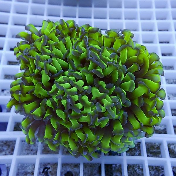 【サンゴ現物16】ナガレハナサンゴ!15時までのご注文で当日発送 【サン...