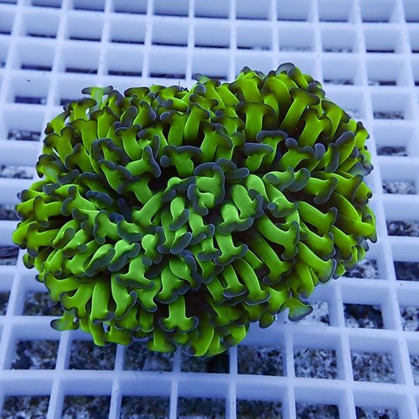 【サンゴ現物17】ナガレハナサンゴ!15時までのご注文で当日発送 【サン...