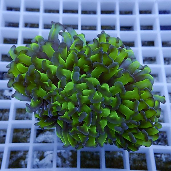【サンゴ現物18】ナガレハナサンゴ!15時までのご注文で当日発送 【サン...