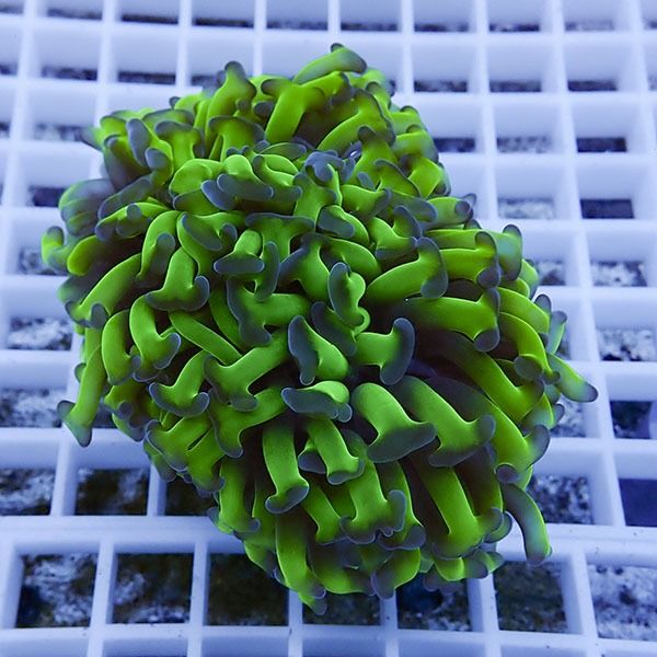 【サンゴ現物19】ナガレハナサンゴ!15時までのご注文で当日発送 【サン...
