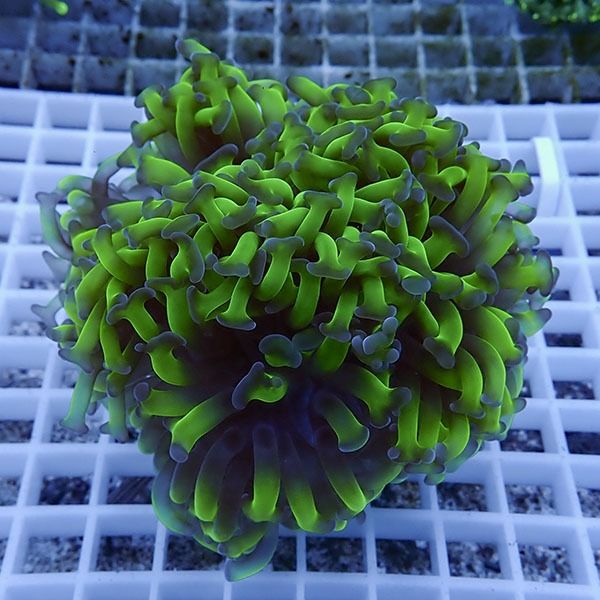 【サンゴ現物20】ナガレハナサンゴ!15時までのご注文で当日発送 【サン...