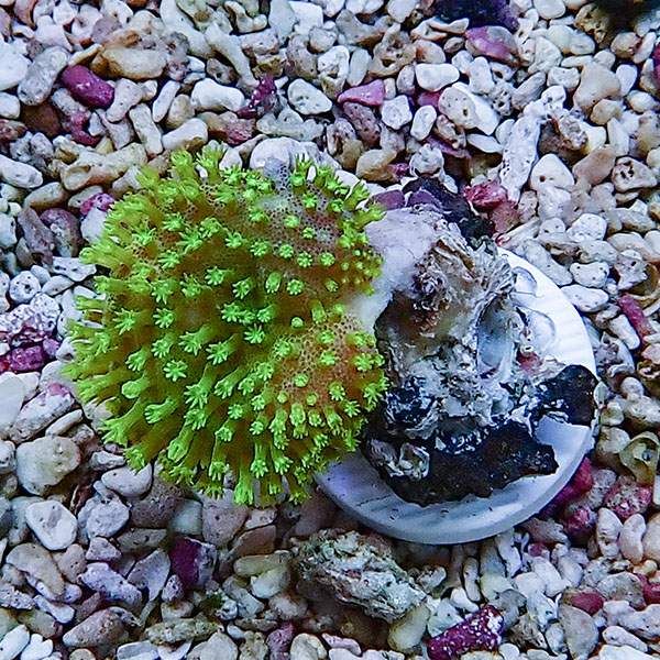 【サンゴ現物1】ウミキノコ メタリックグリーン 3-3cm!15時までのご注文...