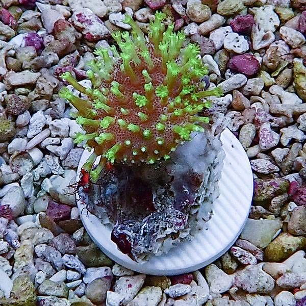 【サンゴ現物2】ウミキノコ メタリックグリーン 2-3cm!15時までのご注文...