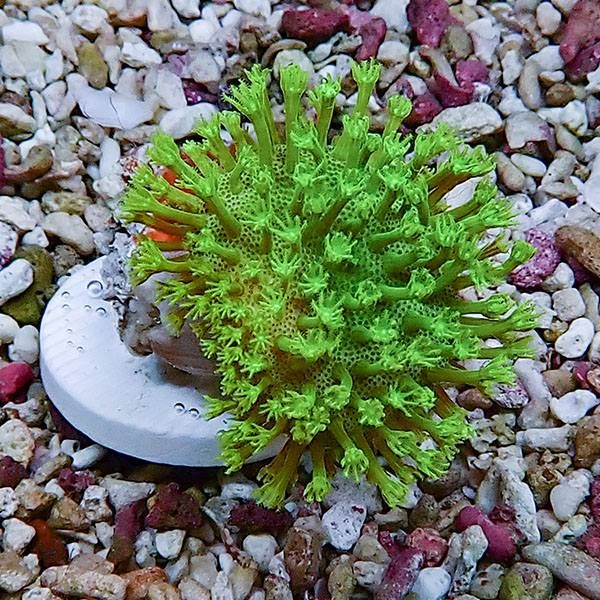 【サンゴ現物3】ウミキノコ メタリックグリーン 3-3cm!15時までのご注文...