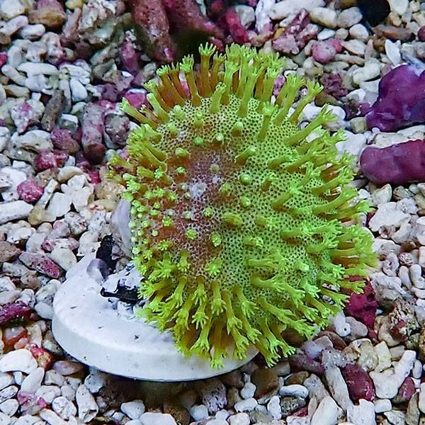 【サンゴ現物4】ウミキノコ メタリックグリーン 3-4cm!15時までのご注文...