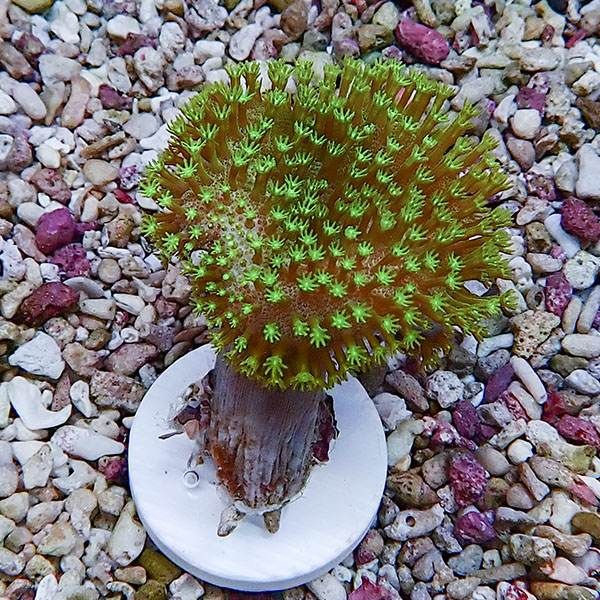 【サンゴ現物5】ウミキノコ メタリックグリーン 3-4cm!15時までのご注文...