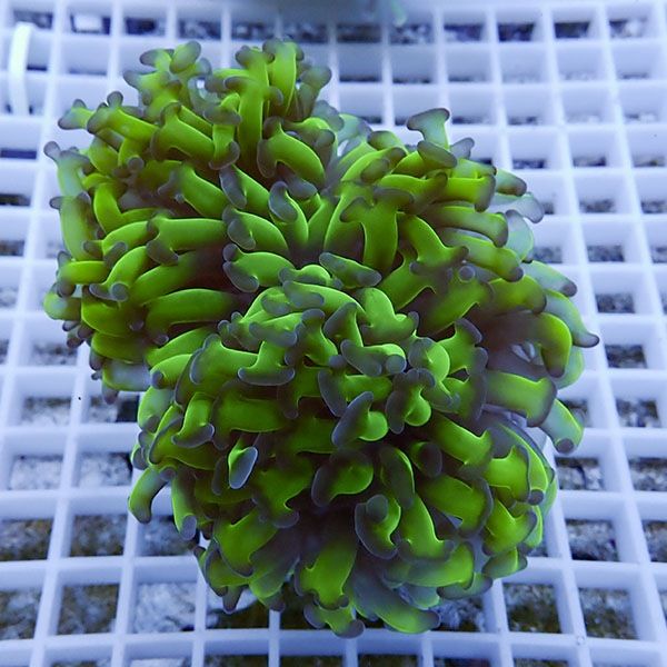 【サンゴ現物21】ナガレハナサンゴ!15時までのご注文で当日発送 【サン...