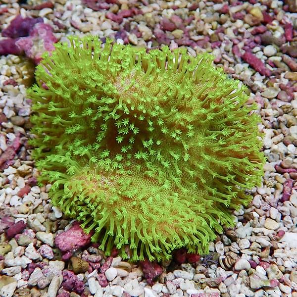 【サンゴ現物7】ウミキノコ メタリックグリーン 8-6cm!15時までのご注文...
