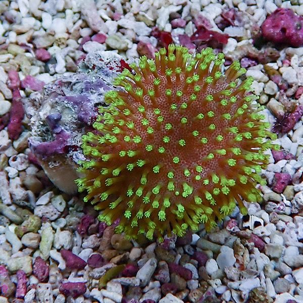 【サンゴ現物8】ウミキノコ メタリックグリーン 4-5cm!15時までのご注文...