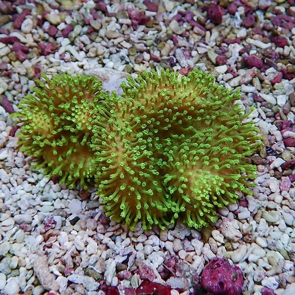 【サンゴ現物9】ウミキノコ メタリックグリーン 2個付き 8-6cm!15時まで...