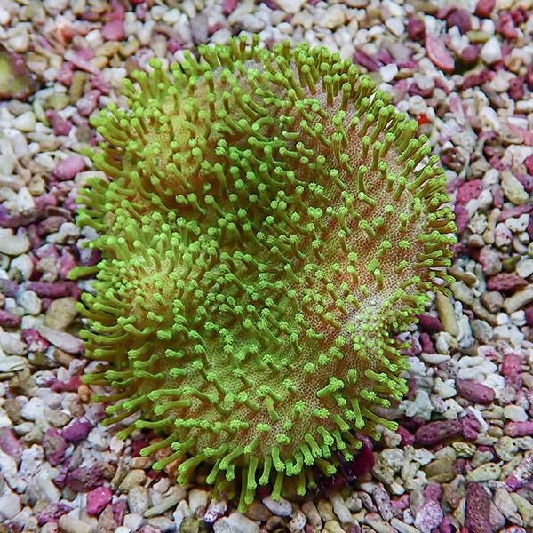 【サンゴ現物10】ウミキノコ メタリックグリーン 7-8cm!15時までのご注...