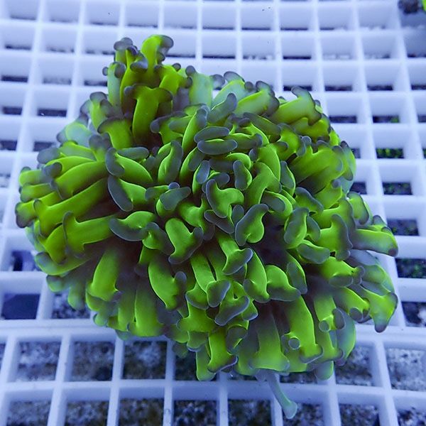 【サンゴ現物22】ナガレハナサンゴ!15時までのご注文で当日発送 【サン...