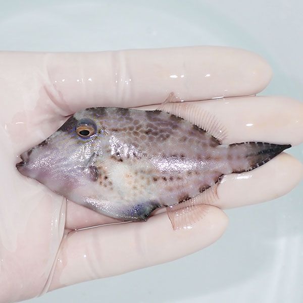 【現物】カワハギ sp. 8.5cm±! 海水魚 ハギ !15時までのご注文で当日発...