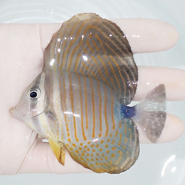 【現物1】インディアンセルフィンタン 8.5cm±! 海水魚 ハギ !15時までの...