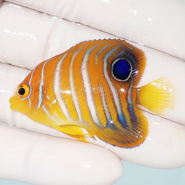 【現物19】モルディブ産 インドニシキヤッコ 4.7cm±! 海水魚 ヤッコ 15...