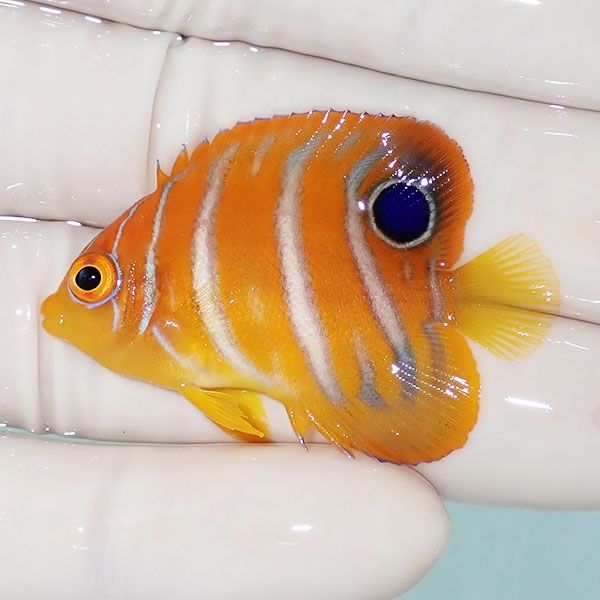 【現物18】モルディブ産 インドニシキヤッコ 4.2cm±! 海水魚 ヤッコ 15...