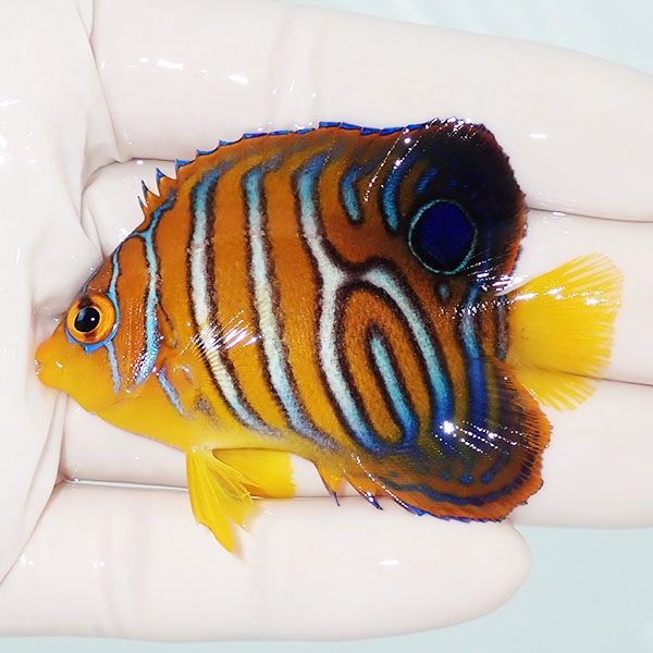 【現物17】モルディブ産 インドニシキヤッコ 6.3cm±! 海水魚 ヤッコ 15...