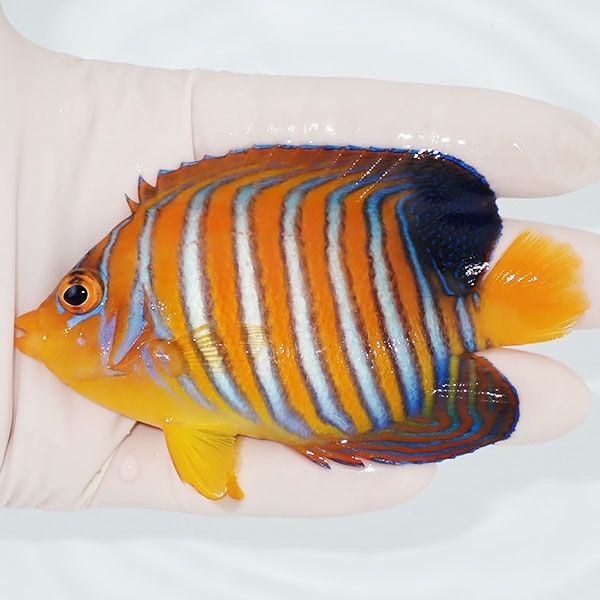 【現物1】モルディブ産インドニシキヤッコ 9.5cm±! 海水魚 ヤッコ 15時...